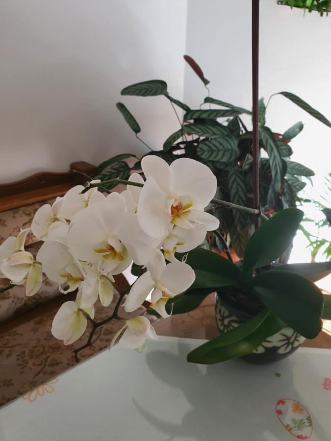 Apartman Noa Knin Zewnętrze zdjęcie